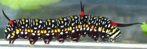 Larvae